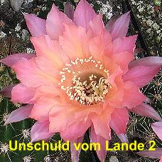 EP-H. Unschuld vom Lande 2.4.1.jpg 
